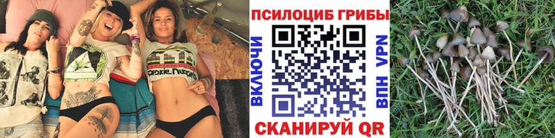 Галлюциногенные грибы Psilocybe  hydra ССЫЛКА  Междуреченск  купить  цена 
